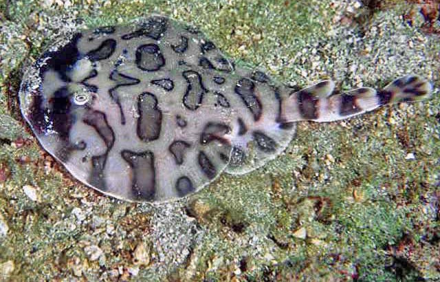 Lesser Electric Ray